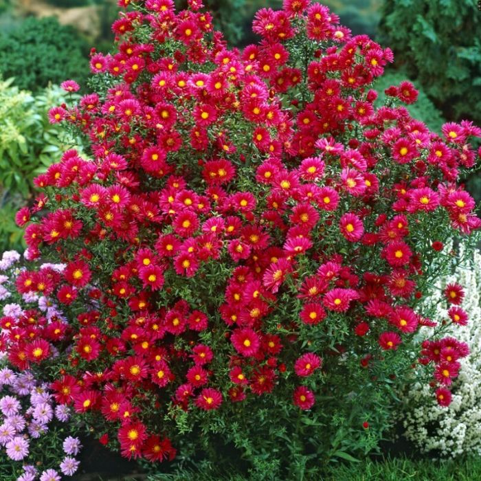 Aster novi-belgii 'Crimson Brocade' - Aster Aster novi-belgii 'Crimson Brocade' - Aster