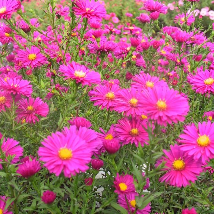 Aster novi belgii 'Winston Churchill' - Aster Aster novi belgii 'Winston Churchill' - Aster