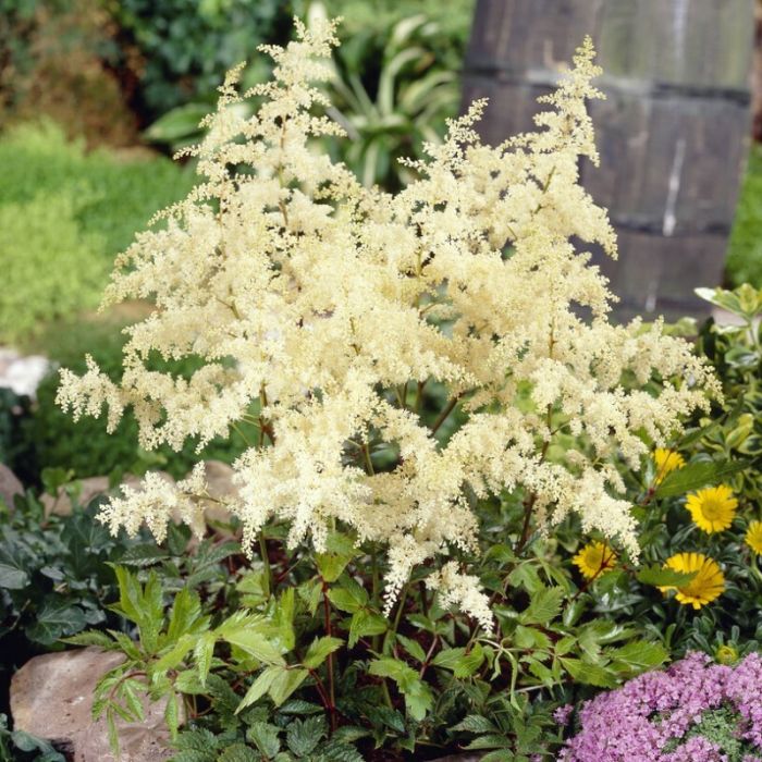 Astilbe arendsii 'Brautschleier' - Prachtspiere Astilbe arendsii 'Brautschleier' - Prachtspiere