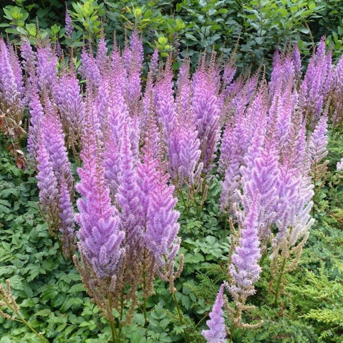 Astilbe\u0020chinensis\u0020var.\u0020pumila\u0020\u002D\u0020Prachtspiere Astilbe\u0020chinensis\u0020var.\u0020pumila\u0020\u002D\u0020Prachtspiere