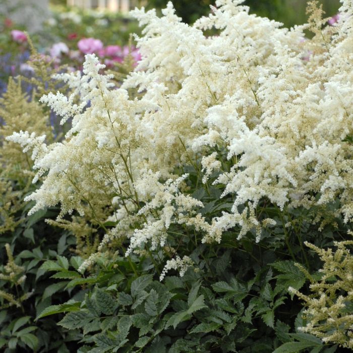 Astilbe\u0020japonica\u0020\u0027Deutschland\u0027\u0020\u002D\u0020Prachtspiere Astilbe\u0020japonica\u0020\u0027Deutschland\u0027\u0020\u002D\u0020Prachtspiere