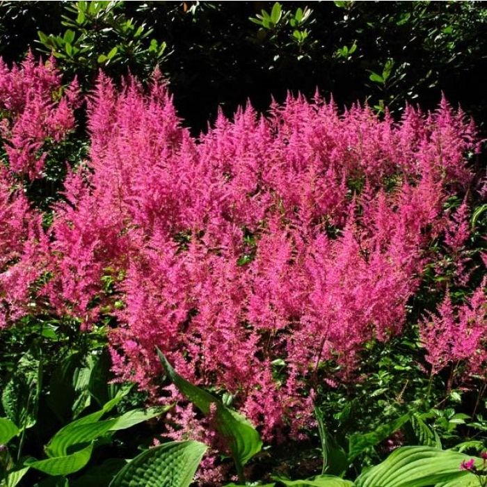 Astilbe\u0020\u0027Rheinland\u0027\u0020\u002D\u0020Prachtspiere Astilbe\u0020\u0027Rheinland\u0027\u0020\u002D\u0020Prachtspiere