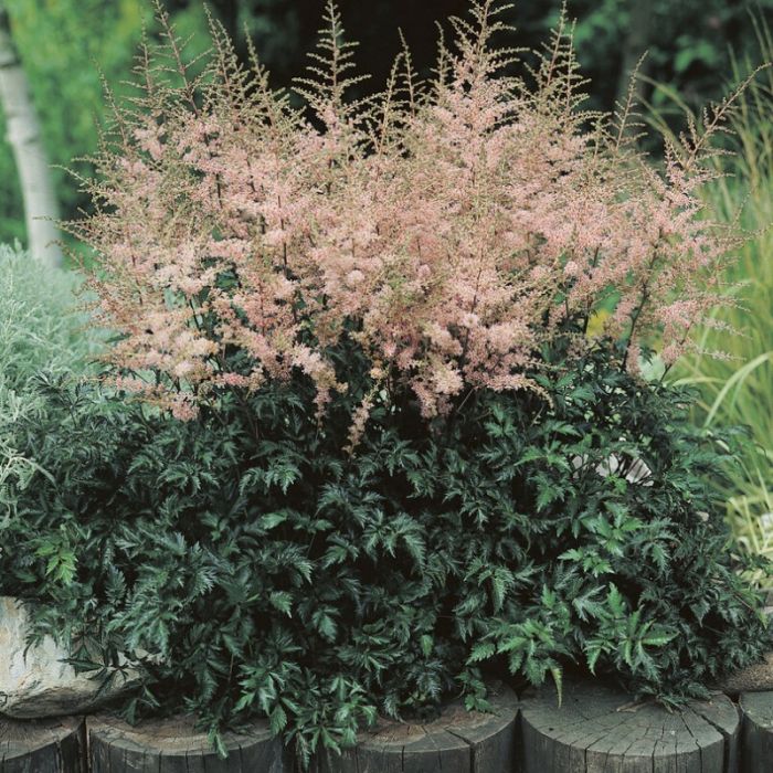 Astilbe\u0020simplicifolia\u0020\u0027Hennie\u0020Graafland\u0027\u0020\u002D\u0020Prachtspiere Astilbe\u0020simplicifolia\u0020\u0027Hennie\u0020Graafland\u0027\u0020\u002D\u0020Prachtspiere