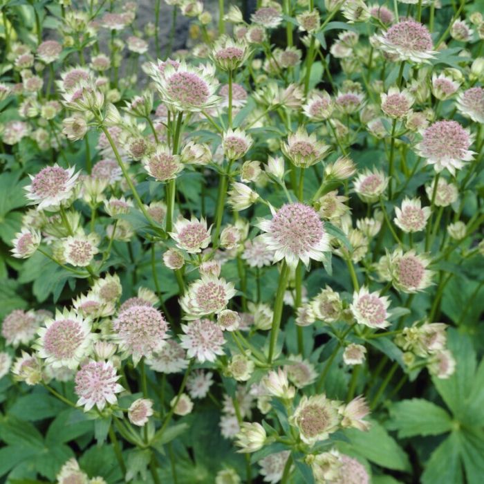 Astrantia\u0020\u0027Buckland\u0027\u0020\u002D\u0020Sterndolde Astrantia\u0020\u0027Buckland\u0027\u0020\u002D\u0020Sterndolde