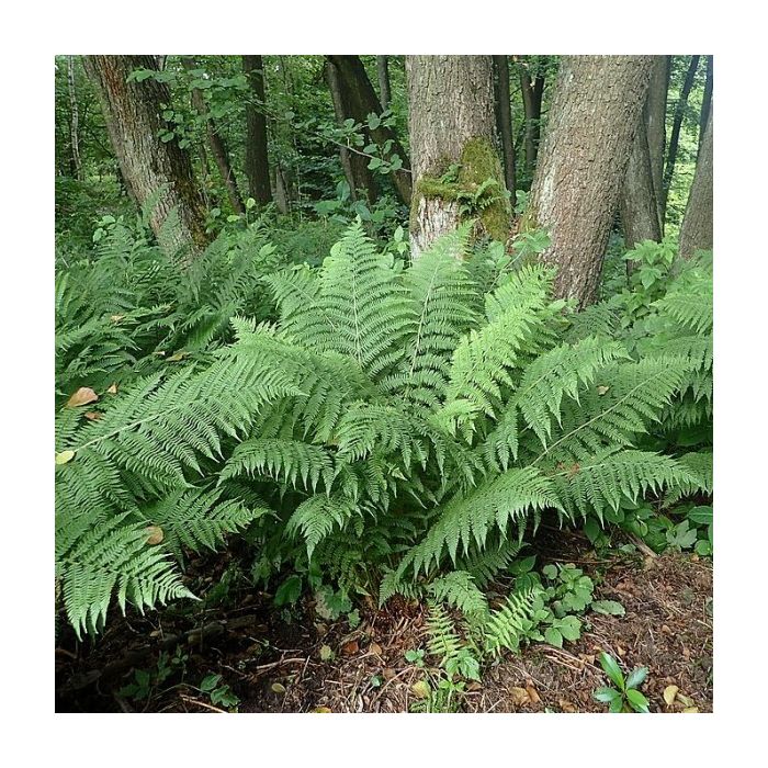 Athyrium filix-femina - Frauenfarn Athyrium filix-femina - Frauenfarn