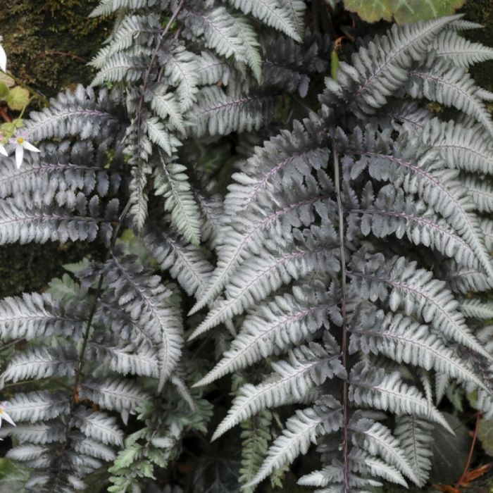 Athyrium\u0020niponicum\u0020\u0027Pewter\u0020Lace\u0027\u0020\u002D\u0020Frauenfarn Athyrium\u0020niponicum\u0020\u0027Pewter\u0020Lace\u0027\u0020\u002D\u0020Frauenfarn