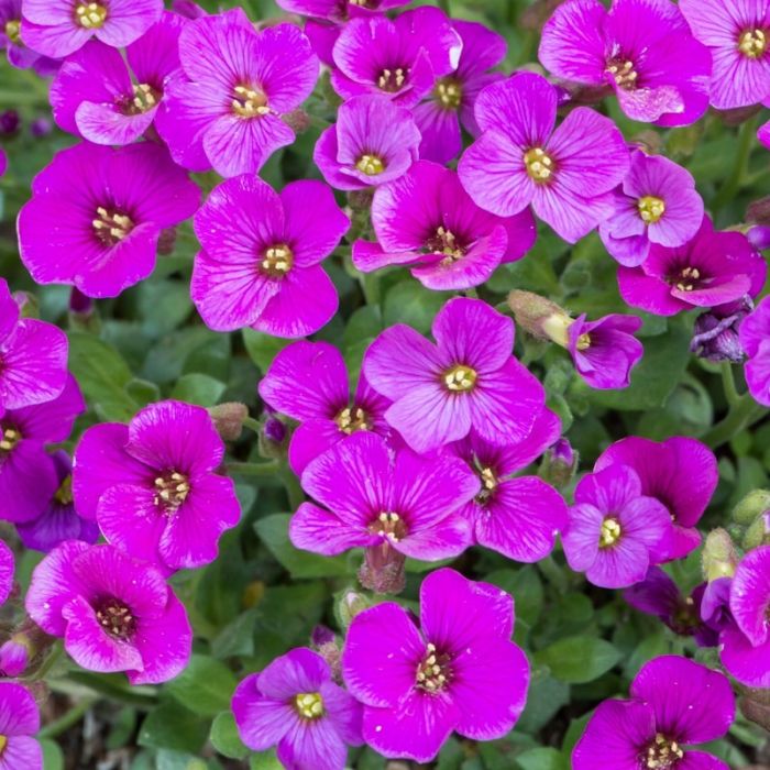 Aubrieta gracilis 'Florado Rose Red' - Blaukissen Aubrieta gracilis 'Florado Rose Red' - Blaukissen