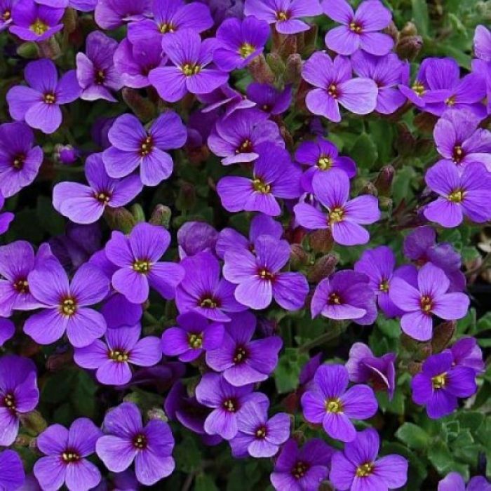 Aubrieta 'Hamburger Stadtpark' - Blaukissen Aubrieta 'Hamburger Stadtpark' - Blaukissen