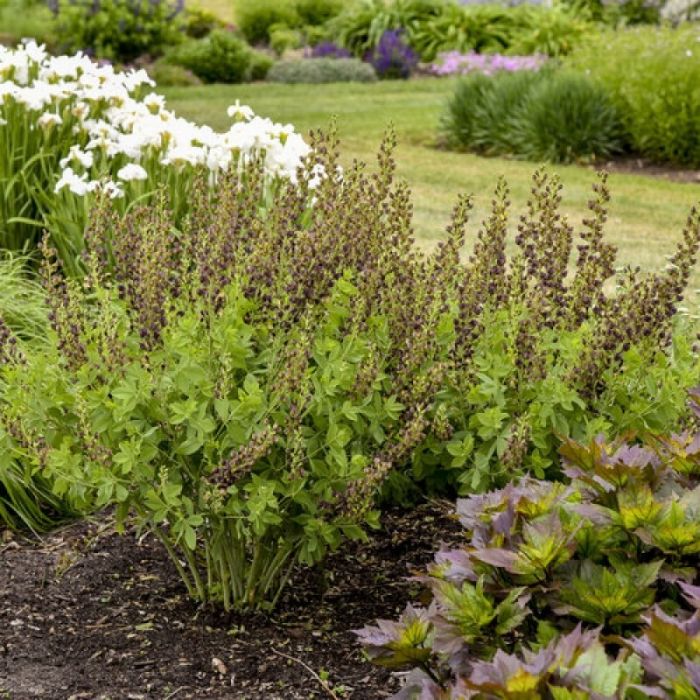 Baptisia\u0020\u0027Dark\u0020Chocolate\u0027\u0020\u002D\u0020F\u00E4rberh\u00FClse Baptisia\u0020\u0027Dark\u0020Chocolate\u0027\u0020\u002D\u0020F\u00E4rberh\u00FClse