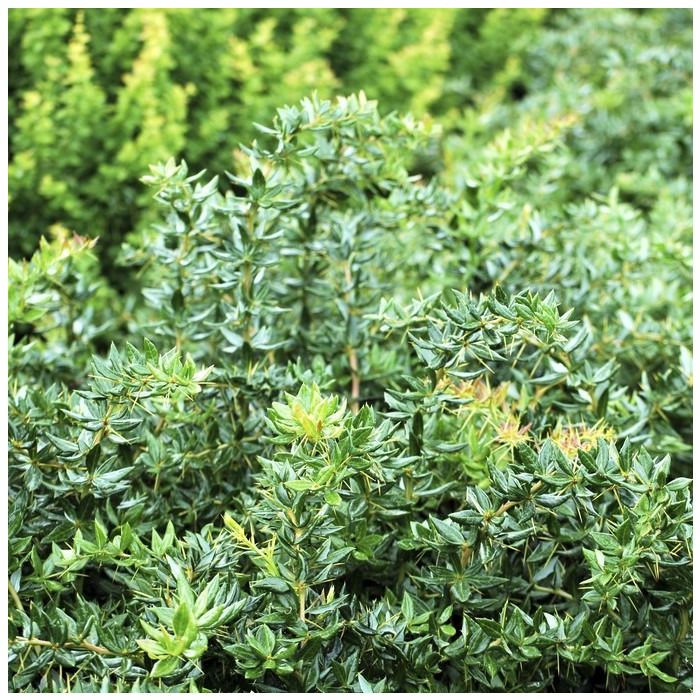 Berberis\u0020frikartii\u0020\u0027Telstar\u0027\u0020\u002D\u0020Heckenberberitze Berberis\u0020frikartii\u0020\u0027Telstar\u0027\u0020\u002D\u0020Heckenberberitze