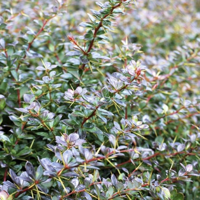 Berberis\u0020media\u0020\u0027Red\u0020Jewel\u0027\u0020\u002D\u0020Heckenberberitze Berberis\u0020media\u0020\u0027Red\u0020Jewel\u0027\u0020\u002D\u0020Heckenberberitze