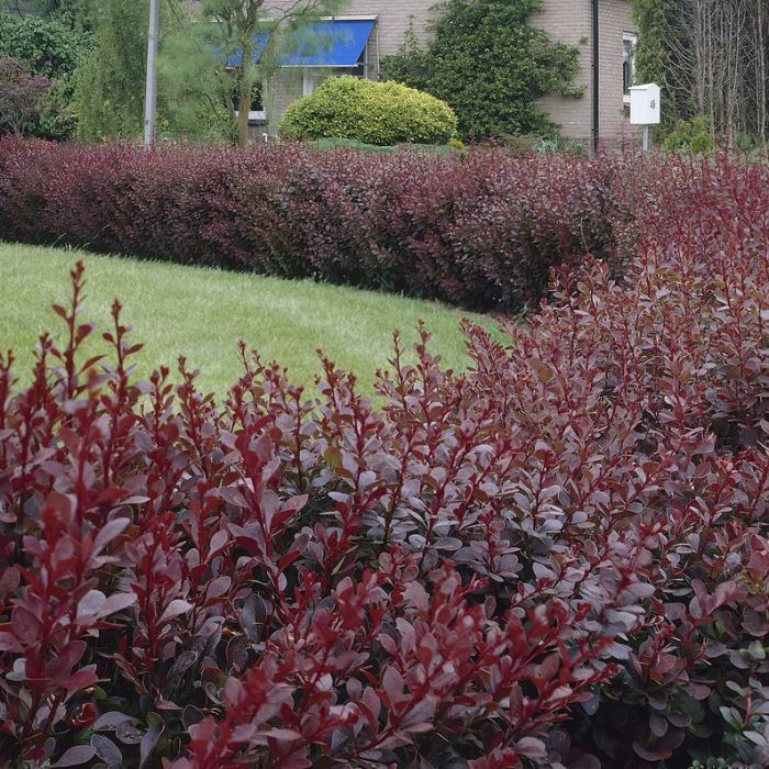 Berberis\u0020thunbergii\u0020\u0027Atropurpurea\u0027\u0020\u002D\u0020Heckenberberitze Berberis\u0020thunbergii\u0020\u0027Atropurpurea\u0027\u0020\u002D\u0020Heckenberberitze