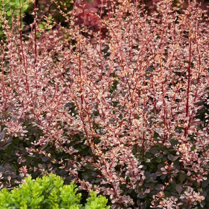 Berberis\u0020thunbergii\u0020\u0027Harlequin\u0027\u0020\u002D\u0020Heckenberberitze Berberis\u0020thunbergii\u0020\u0027Harlequin\u0027\u0020\u002D\u0020Heckenberberitze