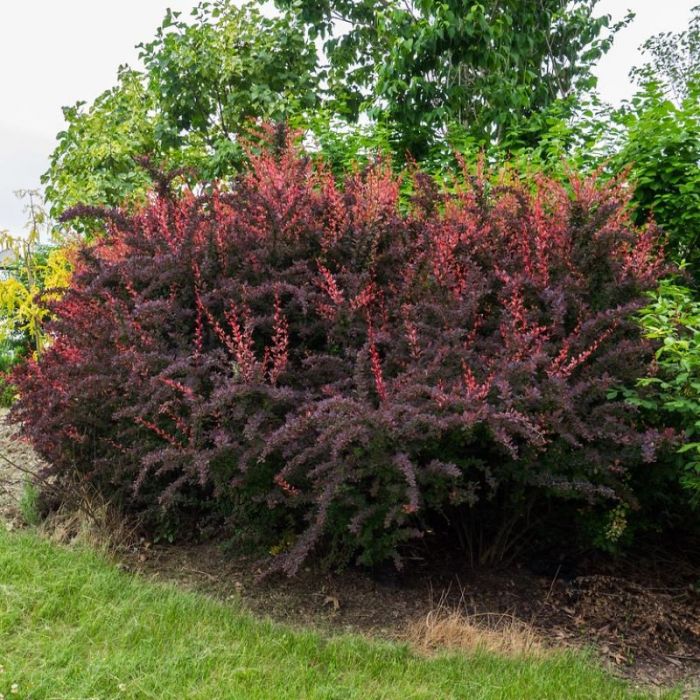 Berberis\u0020thunbergii\u0020\u0027Rose\u0020Glow\u0027\u0020\u002D\u0020Heckenberberitze Berberis\u0020thunbergii\u0020\u0027Rose\u0020Glow\u0027\u0020\u002D\u0020Heckenberberitze
