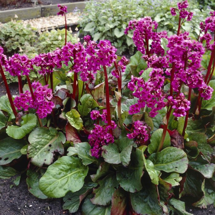 Bergenia cordifolia - Bergenie Bergenia cordifolia - Bergenie