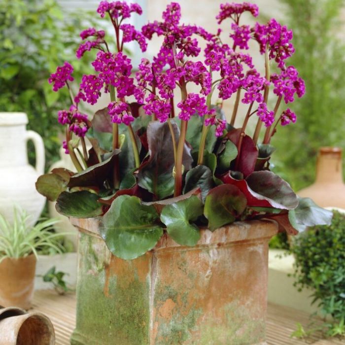 Bergenia\u0020cordifolia\u0020\u0027Eroica\u0027\u0020\u002D\u0020Bergenie Bergenia\u0020cordifolia\u0020\u0027Eroica\u0027\u0020\u002D\u0020Bergenie