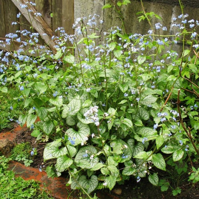 Brunnera\u0020macrophylla\u0020\u0027Sea\u0020Heart\u0027\u0020\u002D\u0020Vergissmeinnicht\u0020 Brunnera\u0020macrophylla\u0020\u0027Sea\u0020Heart\u0027\u0020\u002D\u0020Vergissmeinnicht\u0020