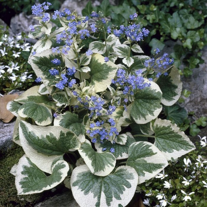 Brunnera\u0020macrophylla\u0020\u0027Variegata\u0027\u0020\u002D\u0020Vergissmeinnicht\u0020 Brunnera\u0020macrophylla\u0020\u0027Variegata\u0027\u0020\u002D\u0020Vergissmeinnicht\u0020