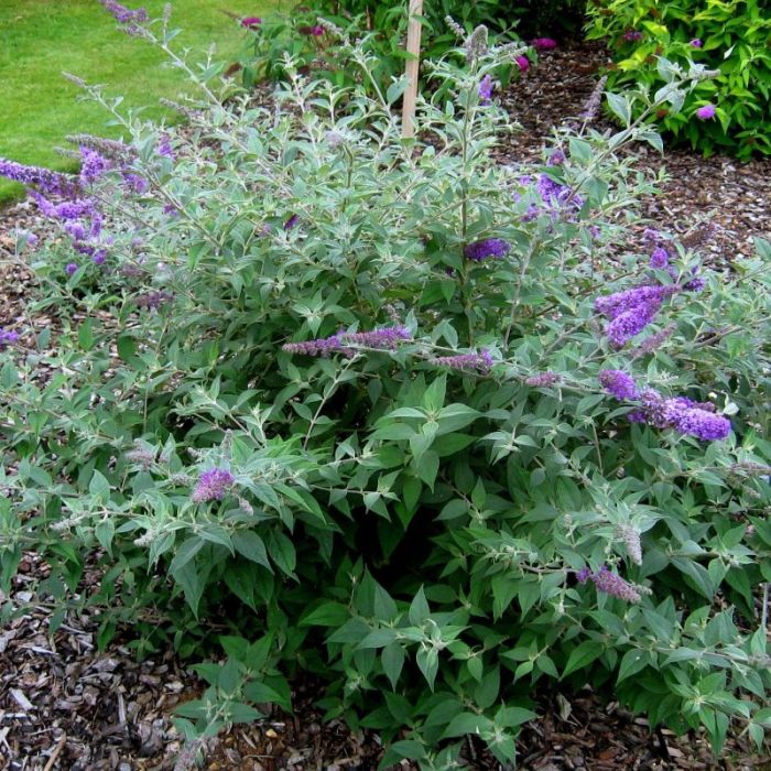 Buddleja\u0020davidii\u0020\u0027Blue\u0020Chip\u0027\u0020\u002D\u0020Schmetterlingsflieder Buddleja\u0020davidii\u0020\u0027Blue\u0020Chip\u0027\u0020\u002D\u0020Schmetterlingsflieder