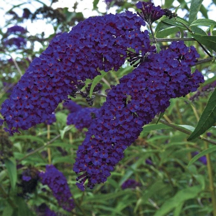 Buddleja\u0020davidii\u0020\u0027Empire\u0020Blue\u0027\u0020\u002D\u0020Schmetterlingsflieder Buddleja\u0020davidii\u0020\u0027Empire\u0020Blue\u0027\u0020\u002D\u0020Schmetterlingsflieder