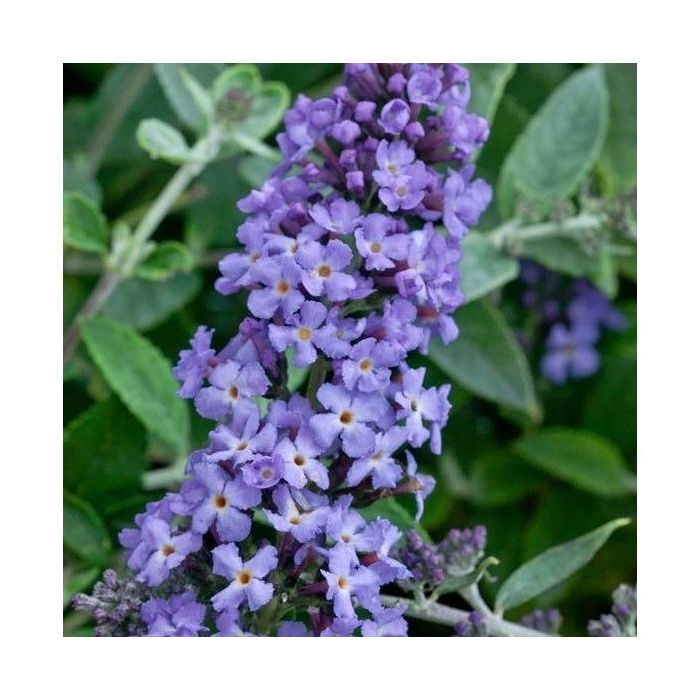 Buddleja\u0020davidii\u0020Free\u0020Petite\u0020\u0027Lavender\u0020Flow\u0027\u0020\u002D\u0020Schmetterlingsflieder Buddleja\u0020davidii\u0020Free\u0020Petite\u0020\u0027Lavender\u0020Flow\u0027\u0020\u002D\u0020Schmetterlingsflieder