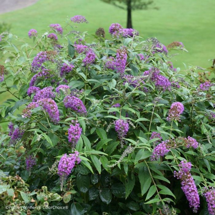 Buddleja\u0020davidii\u0020\u0027Purple\u0020Chip\u0027\u0020\u002D\u0020Schmetterlingsflieder Buddleja\u0020davidii\u0020\u0027Purple\u0020Chip\u0027\u0020\u002D\u0020Schmetterlingsflieder