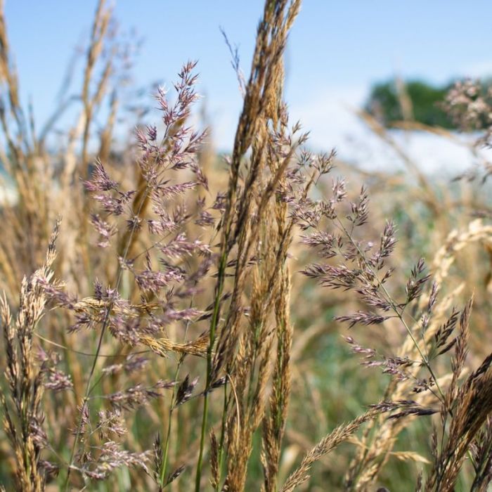 Calamagrostis\u0020acutiflora\u0020\u0027Overdam\u0027\u0020\u002D\u0020Reitgras Calamagrostis\u0020acutiflora\u0020\u0027Overdam\u0027\u0020\u002D\u0020Reitgras