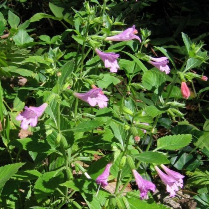 Calamintha\u0020grandiflora\u0020\u002D\u0020Bergminze Calamintha\u0020grandiflora\u0020\u002D\u0020Bergminze