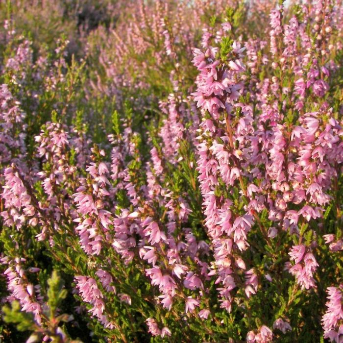Calluna\u0020vulgaris\u0020\u002D\u0020Besenheide Calluna\u0020vulgaris\u0020\u002D\u0020Besenheide