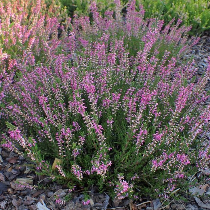 Calluna\u0020vulgaris\u0020\u0027Marleen\u0027\u0020\u002D\u0020Besenheide Calluna\u0020vulgaris\u0020\u0027Marleen\u0027\u0020\u002D\u0020Besenheide