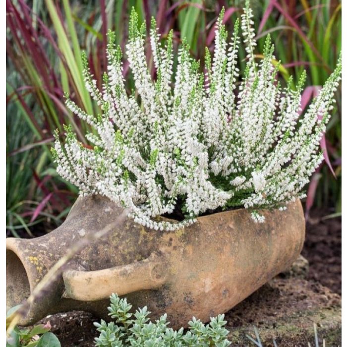 Calluna\u0020vulgaris\u0020\u0027Stefanie\u0027\u0020\u002D\u0020Besenheide Calluna\u0020vulgaris\u0020\u0027Stefanie\u0027\u0020\u002D\u0020Besenheide