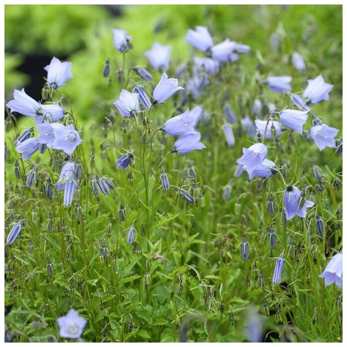 Campanula\u0020cochleariifolia\u0020\u0027Blue\u0020Baby\u0027\u0020\u002D\u0020Glockenblume Campanula\u0020cochleariifolia\u0020\u0027Blue\u0020Baby\u0027\u0020\u002D\u0020Glockenblume