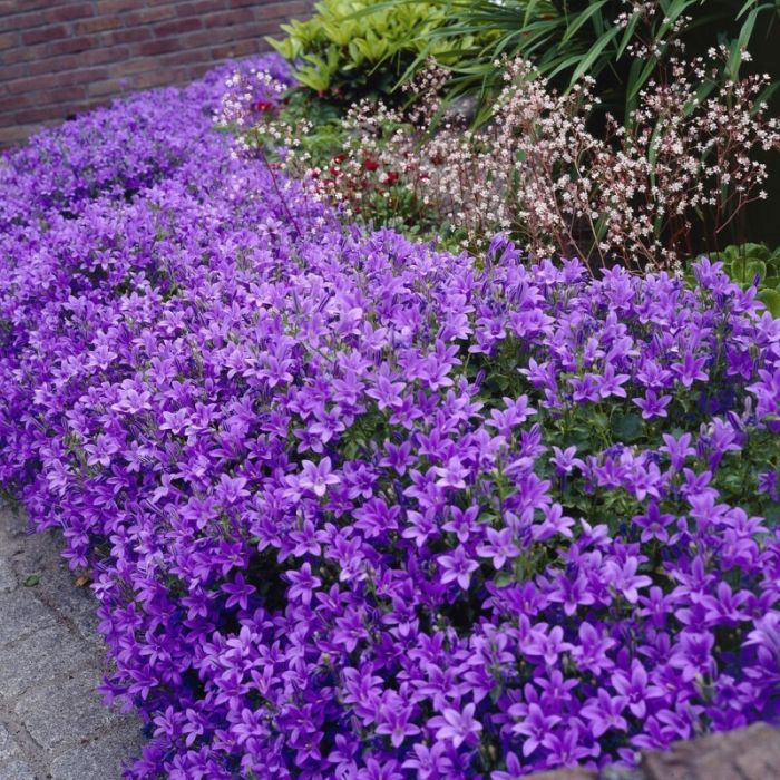 Campanula portenschlagiana 'Catharina' - Glockenblume