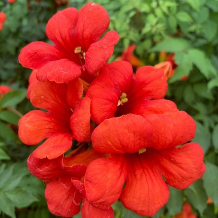 Campsis\u0020\u0027Summer\u0020Jazz\u0020Fire\u0020Trumpet\u0027\u0020\u002D\u0020Trompetenblume Campsis\u0020\u0027Summer\u0020Jazz\u0020Fire\u0020Trumpet\u0027\u0020\u002D\u0020Trompetenblume