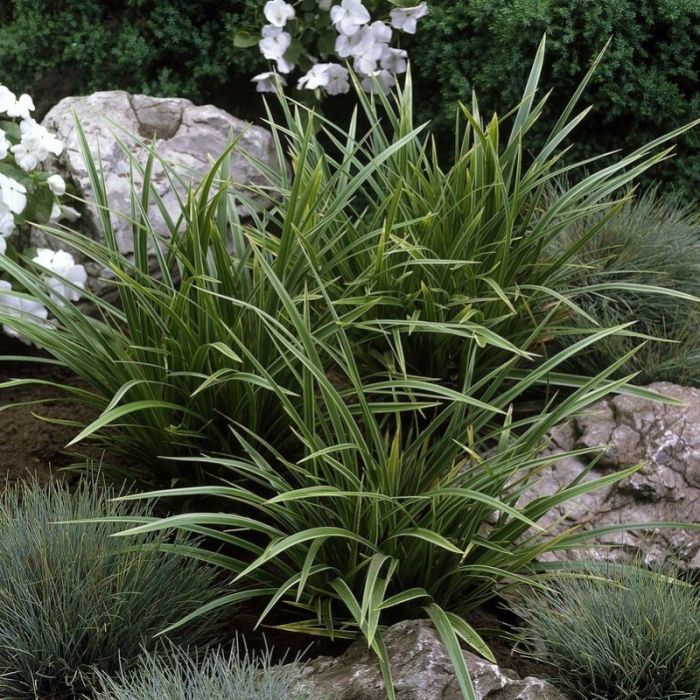 Carex Morrowii 'Variegata' C2