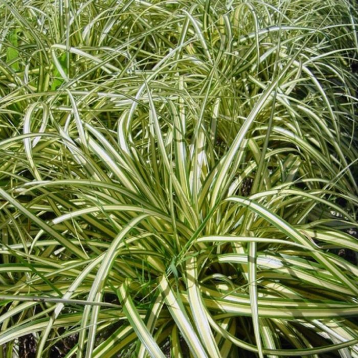 Japan-Segge grn wei | Carex ornithopoda 'Variegata' kaufen? | Grnes  Paradies