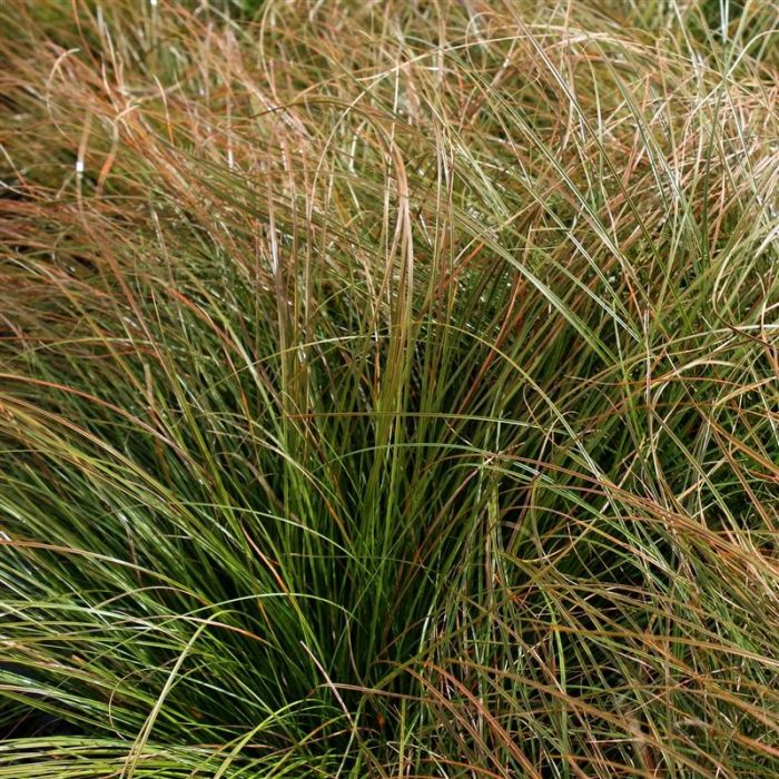 Carex\u0020testacea\u0020\u0027Prairie\u0020Fire\u0027\u0020\u002D\u0020Japan\u002DSegge Carex\u0020testacea\u0020\u0027Prairie\u0020Fire\u0027\u0020\u002D\u0020Japan\u002DSegge