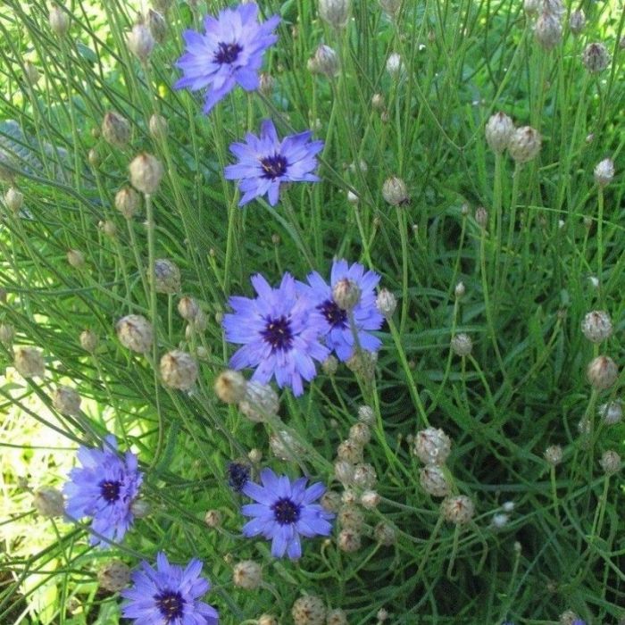 Catananche\u0020caerulea\u0020\u002D\u0020Rasselblume Catananche\u0020caerulea\u0020\u002D\u0020Rasselblume