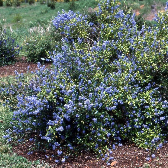 Ceanothus\u0020\u0027El\u0020Dorado\u0027\u0020\u002D\u0020S\u00E4ckelblume Ceanothus\u0020\u0027El\u0020Dorado\u0027\u0020\u002D\u0020S\u00E4ckelblume