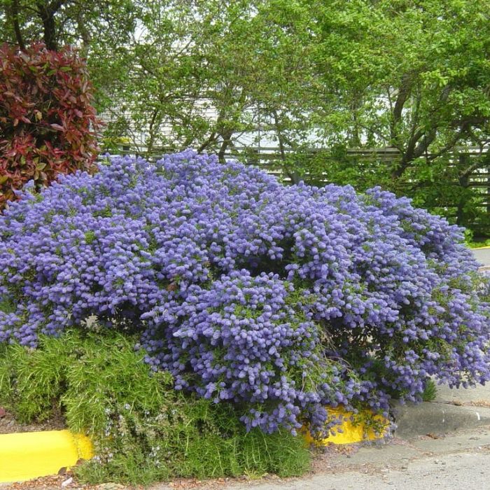 Ceanothus\u0020\u0027Julia\u0020Phelps\u0027\u0020\u002D\u0020S\u00E4ckelblume Ceanothus\u0020\u0027Julia\u0020Phelps\u0027\u0020\u002D\u0020S\u00E4ckelblume