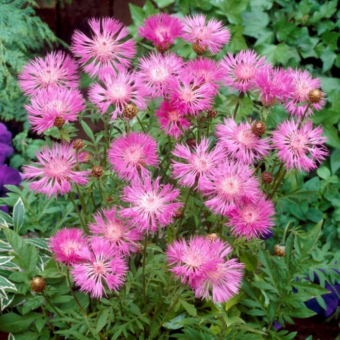 Centaurea dealbata - Flockenblume
