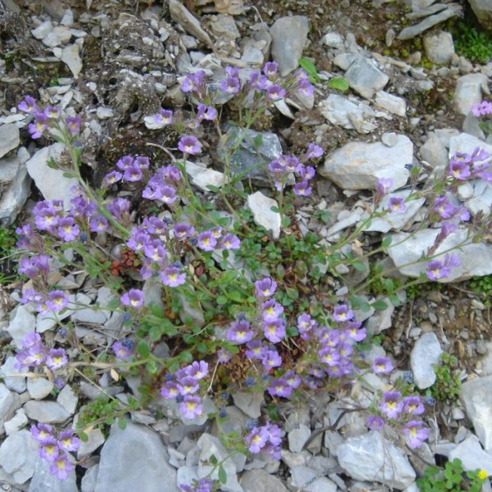 Chaenorhinum\u0020origanifolium\u0020\u0027Blue\u0020Dream\u0027\u0020\u002D\u0020Klaffm\u00E4ulchen Chaenorhinum\u0020origanifolium\u0020\u0027Blue\u0020Dream\u0027\u0020\u002D\u0020Klaffm\u00E4ulchen