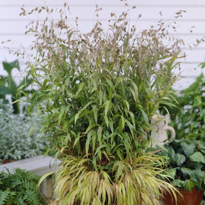 Chasmanthium latifolium - Plattährengras