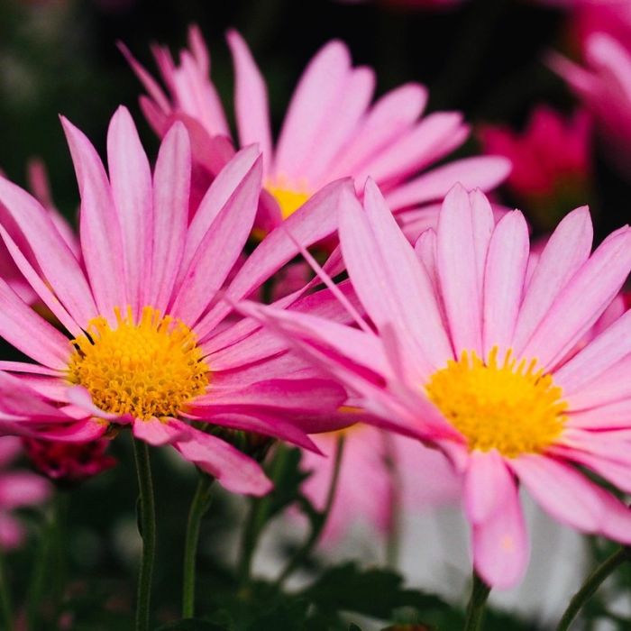 Chrysanthemum\u0020rubellum\u0020\u0027Clara\u0020Curtis\u0027\u0020\u002D\u0020Chrysant Chrysanthemum\u0020rubellum\u0020\u0027Clara\u0020Curtis\u0027\u0020\u002D\u0020Chrysant