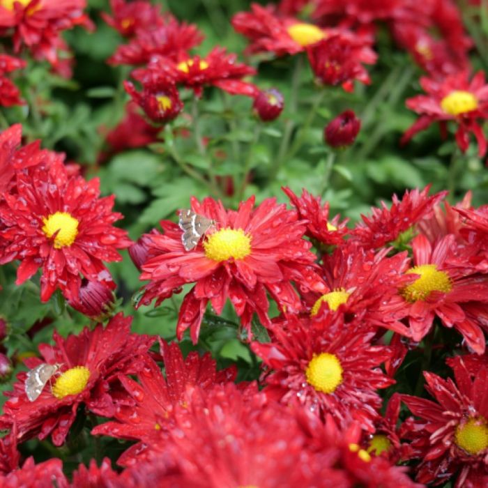 Chrysanthemum\u0020rubellum\u0020\u0027Duchess\u0020of\u0020Edinburgh\u0027\u0020\u002D\u0020Herbstchrysantheme Chrysanthemum\u0020rubellum\u0020\u0027Duchess\u0020of\u0020Edinburgh\u0027\u0020\u002D\u0020Herbstchrysantheme