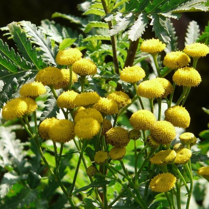 Chrysanthemum indicum ‘Citronella’ – Herbstchrysanthe