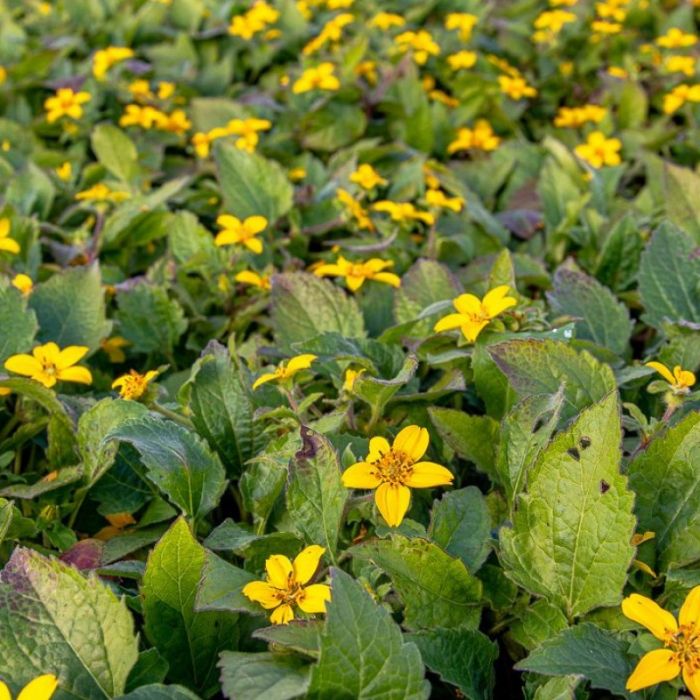 Chrysogonum\u0020virginianum\u0020\u0027Pierre\u0027\u0020\u002D\u0020Goldk\u00F6rbchen Chrysogonum\u0020virginianum\u0020\u0027Pierre\u0027\u0020\u002D\u0020Goldk\u00F6rbchen