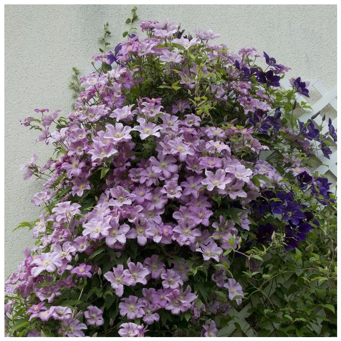 Clematis\u0020jackmanii\u0020\u0027Comtesse\u0020de\u0020Bouchaud\u0027\u0020\u002D\u0020Waldrebe Clematis\u0020jackmanii\u0020\u0027Comtesse\u0020de\u0020Bouchaud\u0027\u0020\u002D\u0020Waldrebe