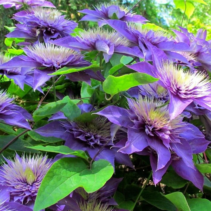 Clematis\u0020\u0027Multi\u0020Blue\u0027\u0020\u002D\u0020Waldrebe\u0020 Clematis\u0020\u0027Multi\u0020Blue\u0027\u0020\u002D\u0020Waldrebe\u0020