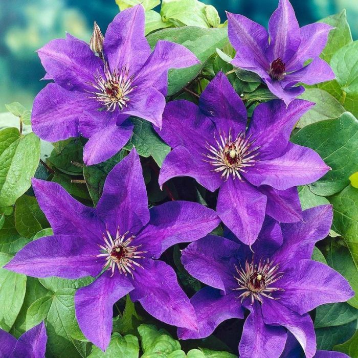 Clematis 'The President' - Waldrebe 